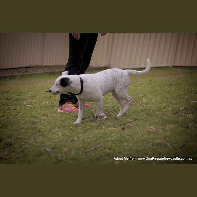 Photo of Darla (On Trial 11/8/14)