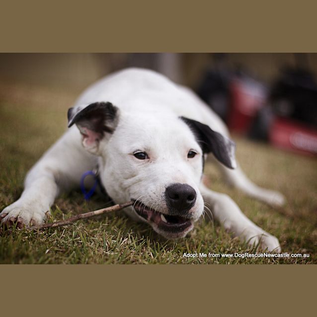 Photo of Darla (On Trial 11/8/14)