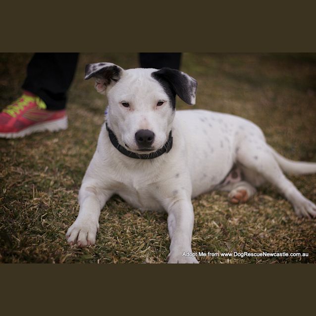 Photo of Darla (On Trial 11/8/14)