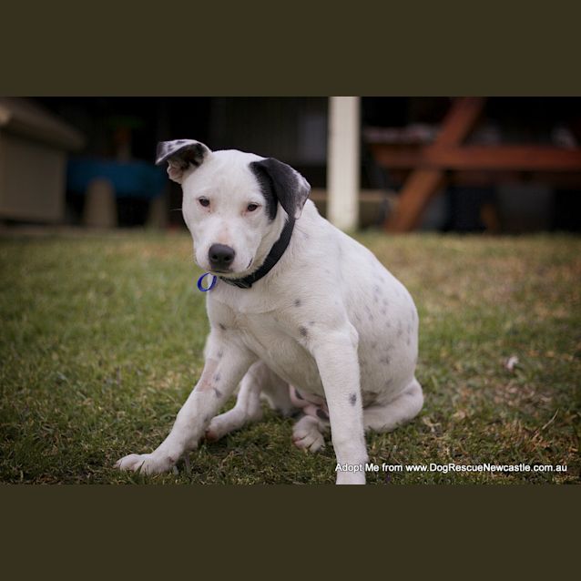 Photo of Darla (On Trial 11/8/14)