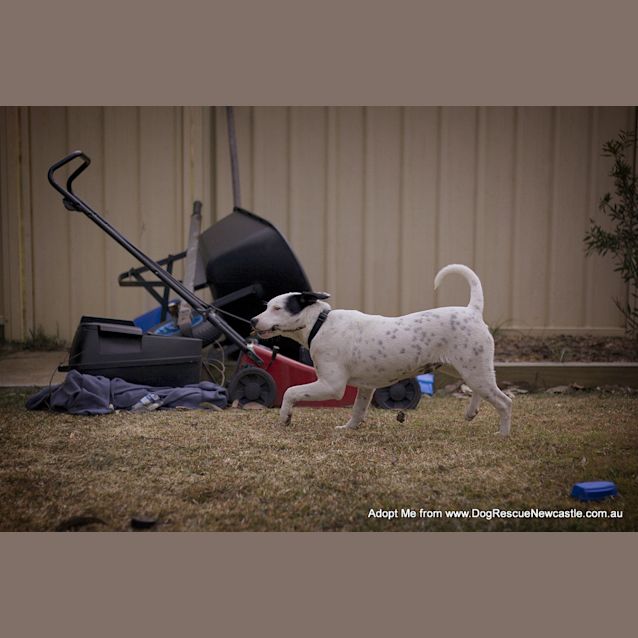 Photo of Darla (On Trial 11/8/14)