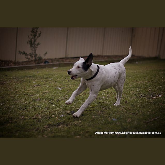 Photo of Darla (On Trial 11/8/14)