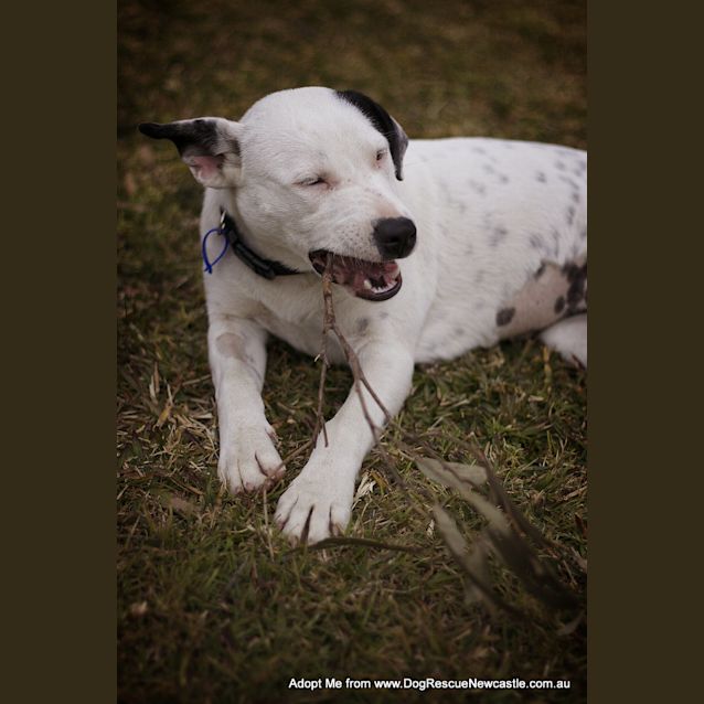 Photo of Darla (On Trial 11/8/14)