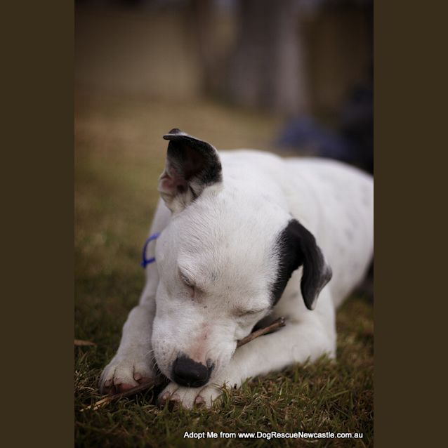 Photo of Darla (On Trial 11/8/14)