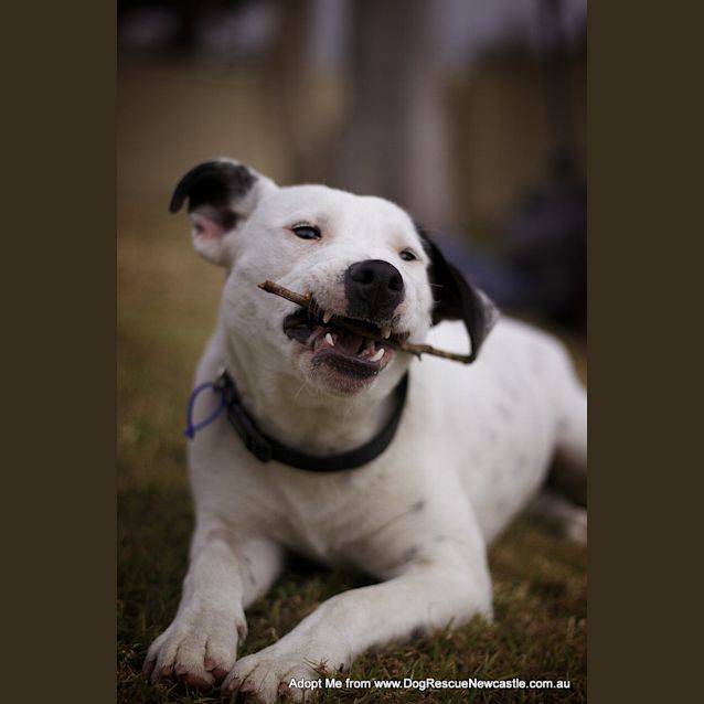 Photo of Darla (On Trial 11/8/14)