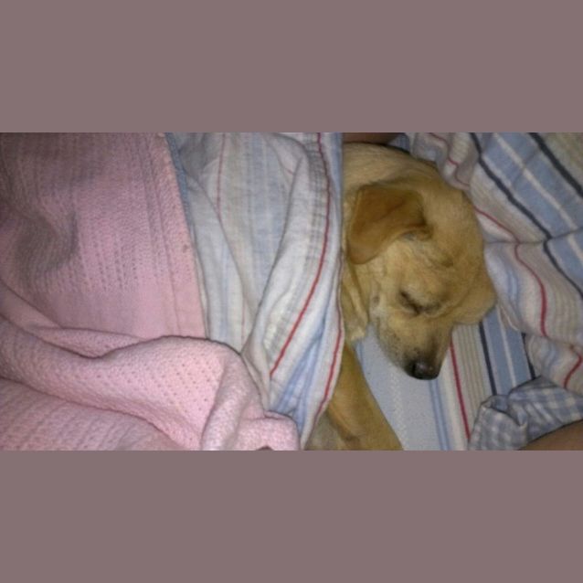 Photo of Shilby