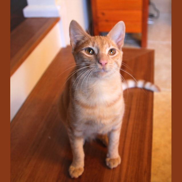 Photo of Fry