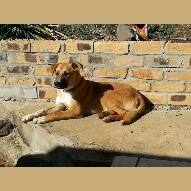Photo of Skeeta (Adoption Pending)
