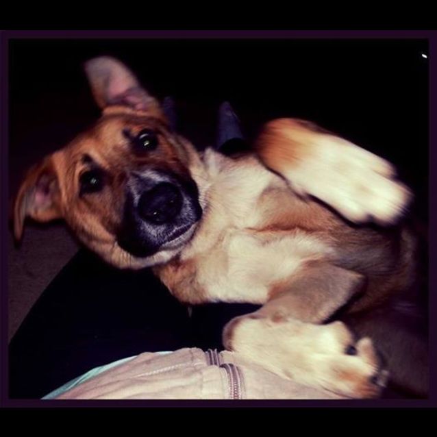 Photo of Skeeta (Adoption Pending)