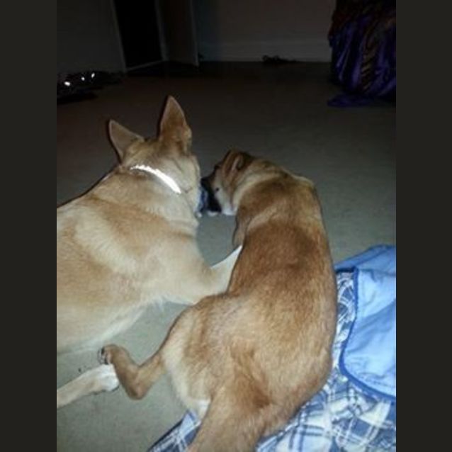 Photo of Skeeta (Adoption Pending)