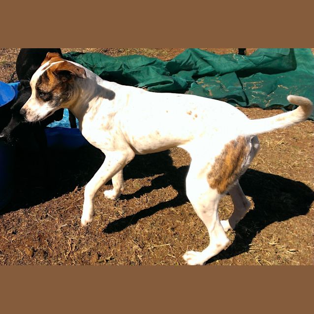 Photo of Reba (Adoption Pending)