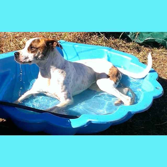 Photo of Reba (Adoption Pending)