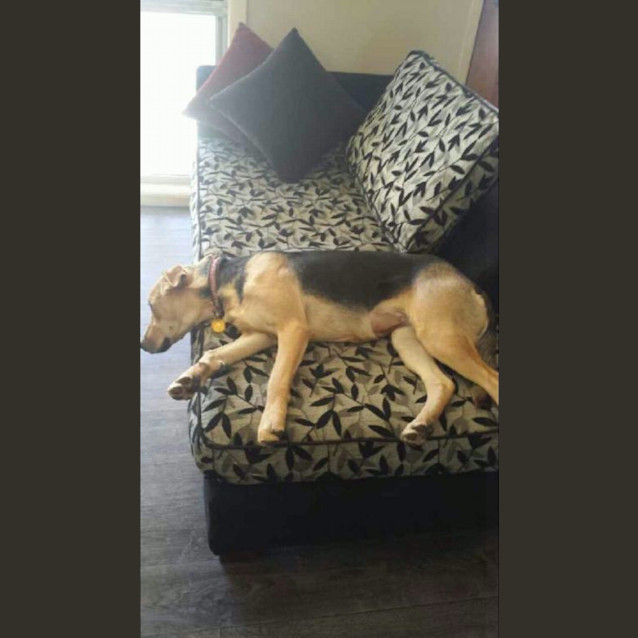 Photo of Annie