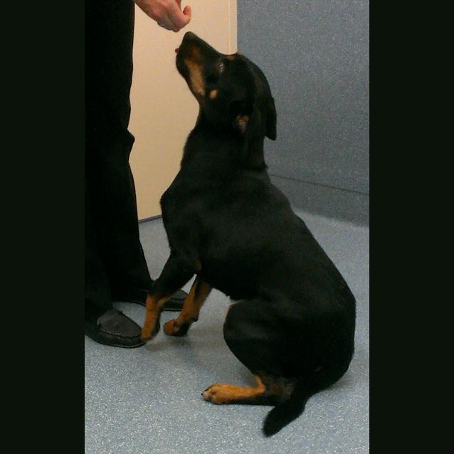 Photo of Banjo (Adoption Pending)