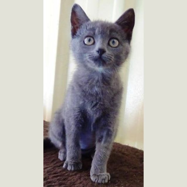 Photo of Bluebell