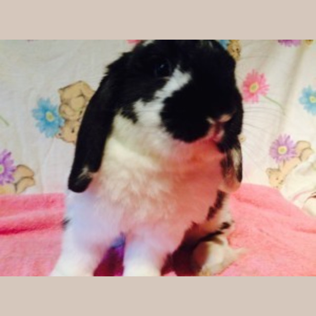 Photo of Dudley