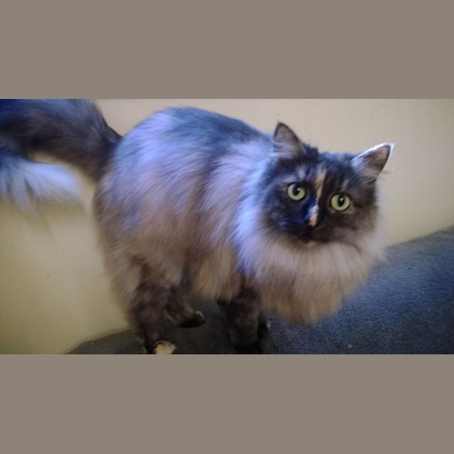 Photo of Pearl (Super Petz Tuggerah)