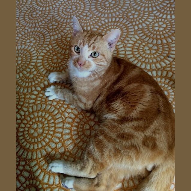 Photo of Albert(was Ginge)