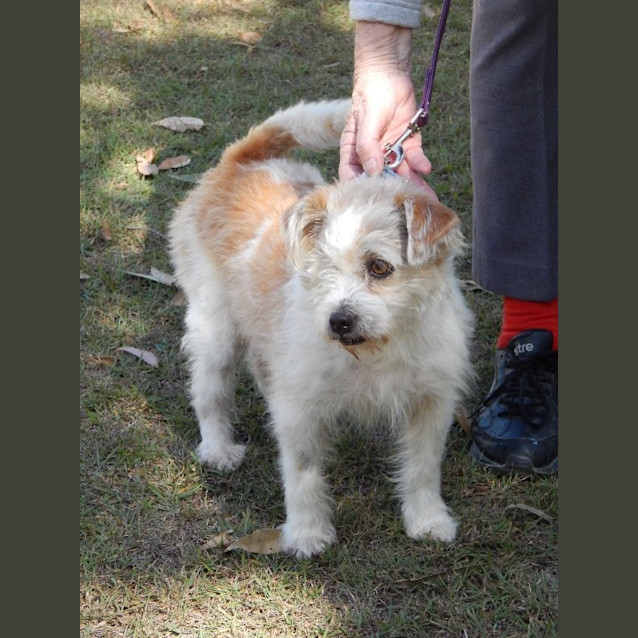 Photo of Pippa