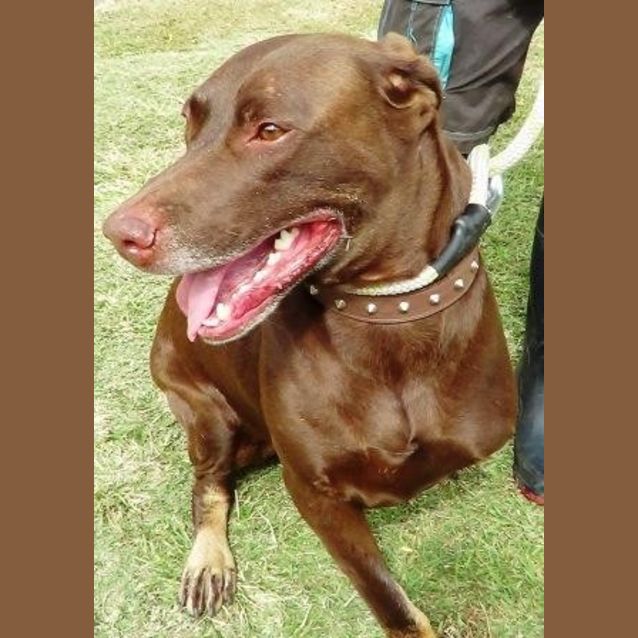Photo of Choco