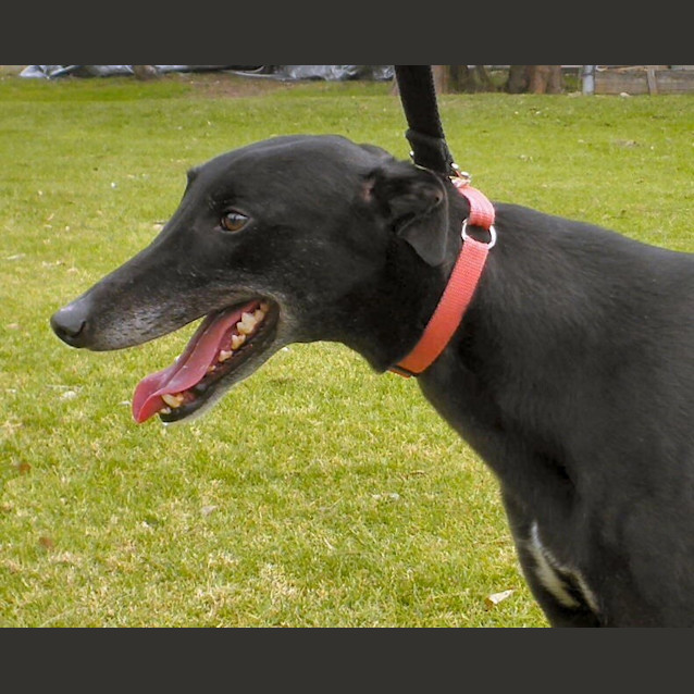 Photo of Buster .  Checking Out My New Home