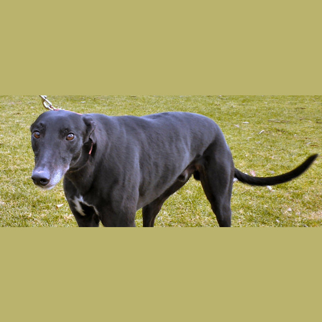 Photo of Buster .  Checking Out My New Home