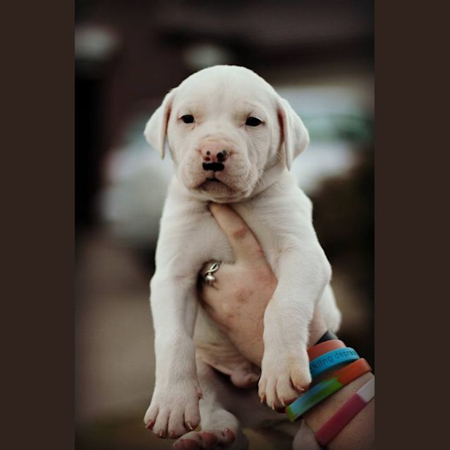 Photo of Baloo 