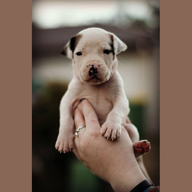 Photo of Piglet 