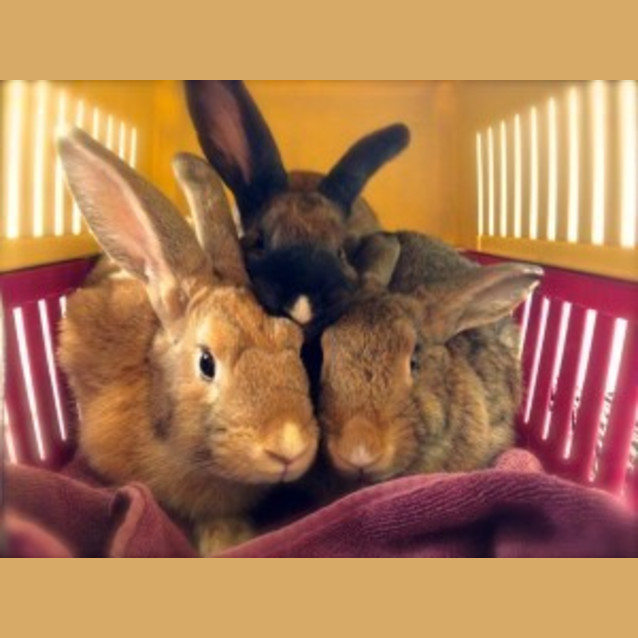 Photo of Pandora & Dexter