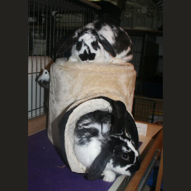 Photo of Apollo & Ulysses