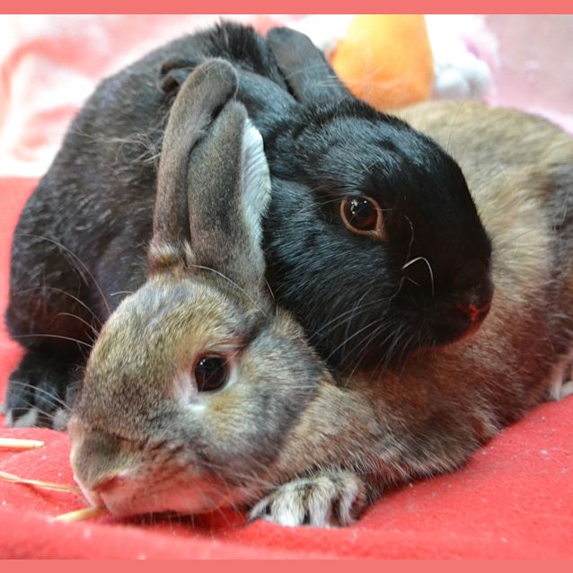Photo of Rhett & Carmen