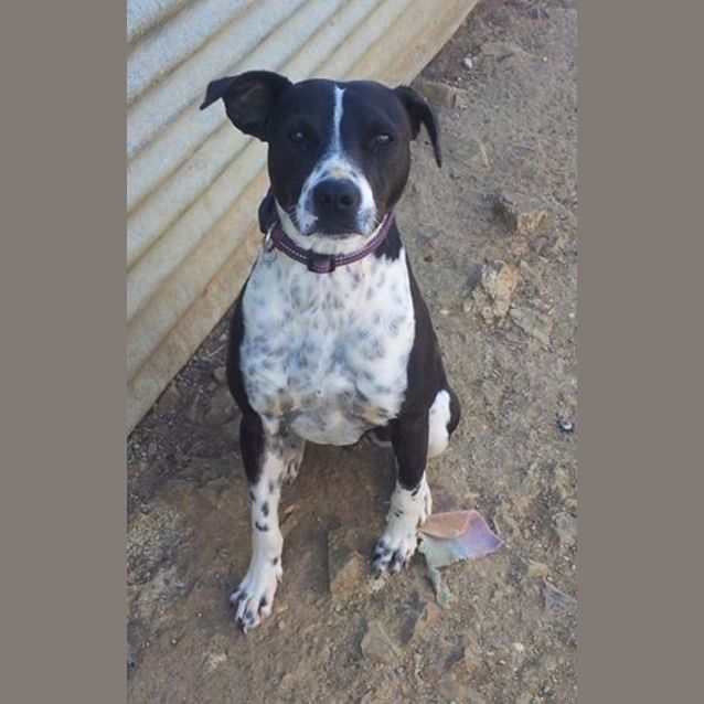Photo of Digger (Adoption Pending)