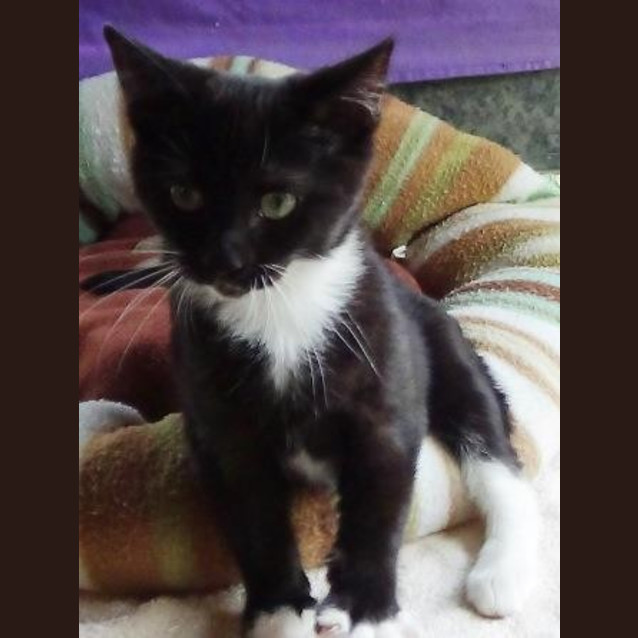 Photo of Mojo