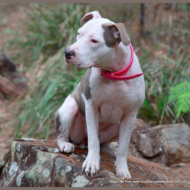 Photo of Alaska Moon (On Trial 5/8/14) ~ Special Needs ~