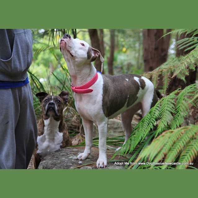 Photo of Alaska Moon (On Trial 5/8/14) ~ Special Needs ~