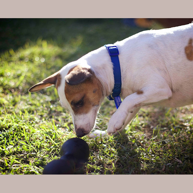 Photo of Tilly (On Trial 15/8/14)
