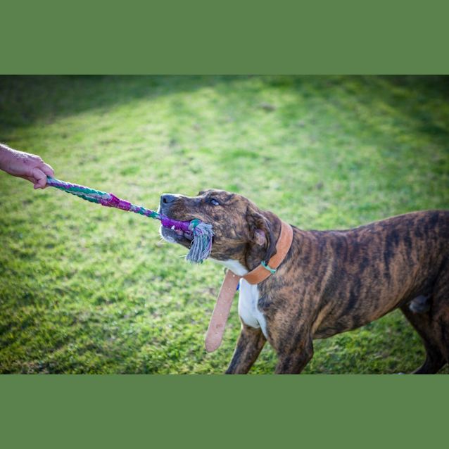 Photo of Bronson (On Trial 2/9/14)