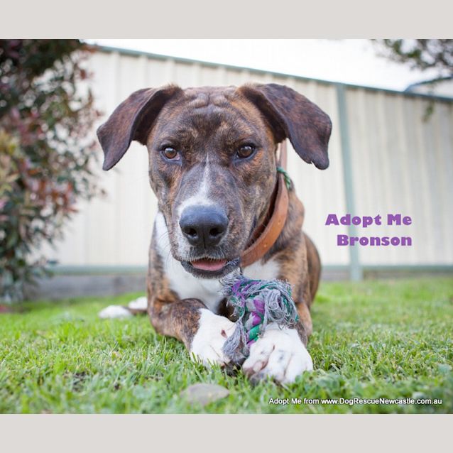 Photo of Bronson (On Trial 2/9/14)