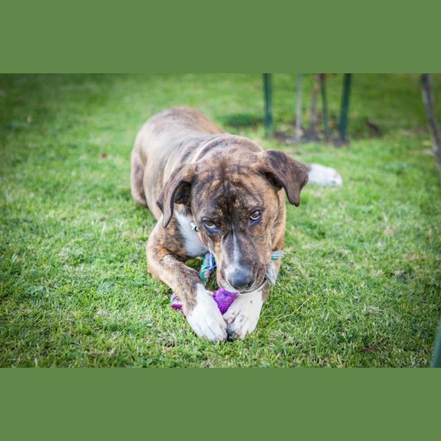 Photo of Bronson (On Trial 2/9/14)