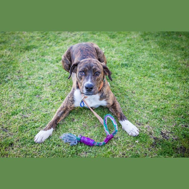 Photo of Bronson (On Trial 2/9/14)