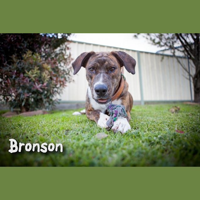 Photo of Bronson (On Trial 2/9/14)