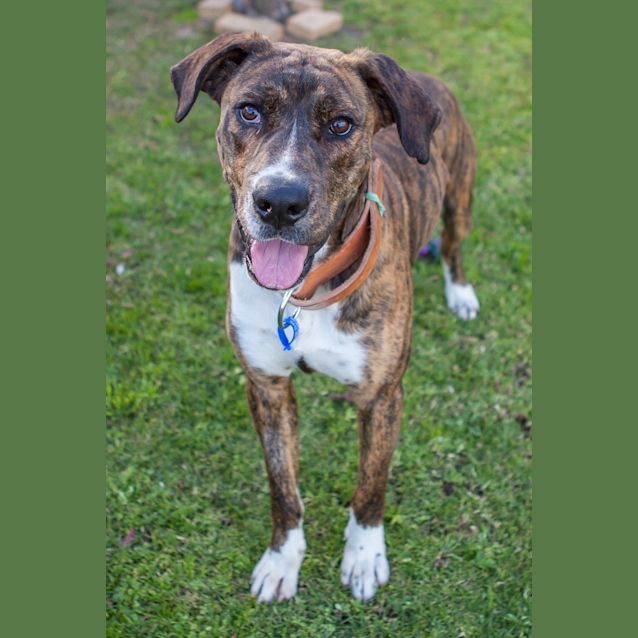 Photo of Bronson (On Trial 2/9/14)