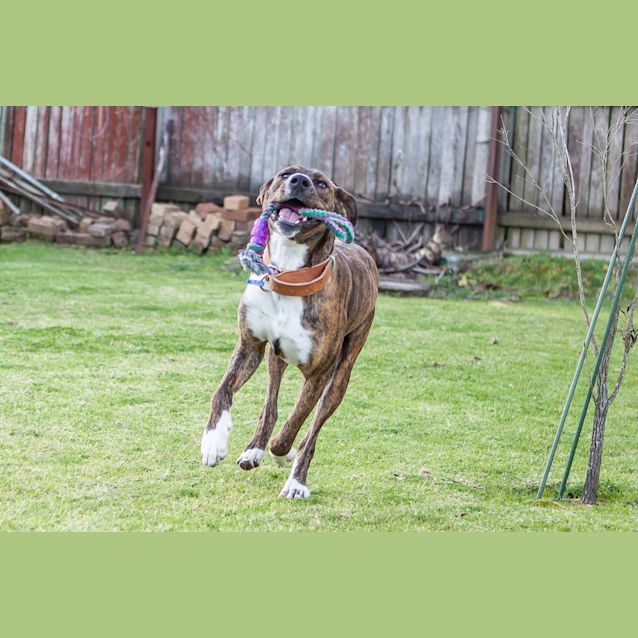 Photo of Bronson (On Trial 2/9/14)