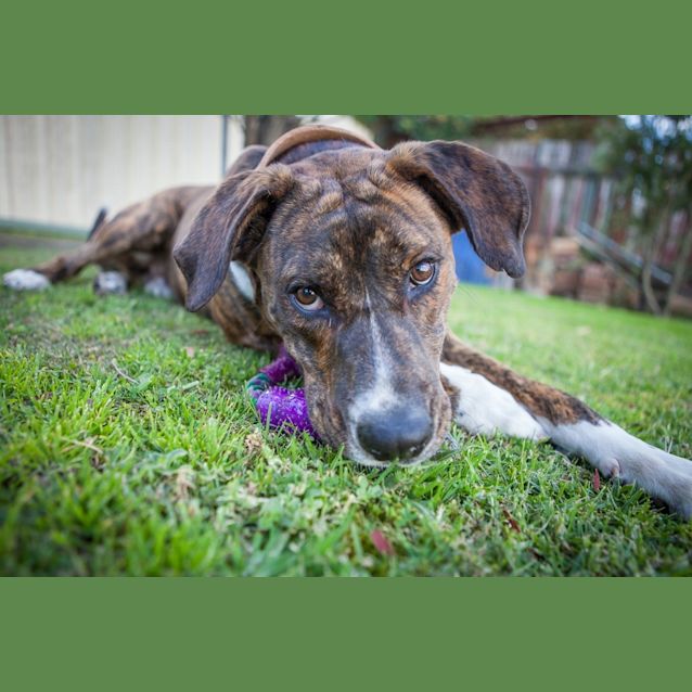 Photo of Bronson (On Trial 2/9/14)