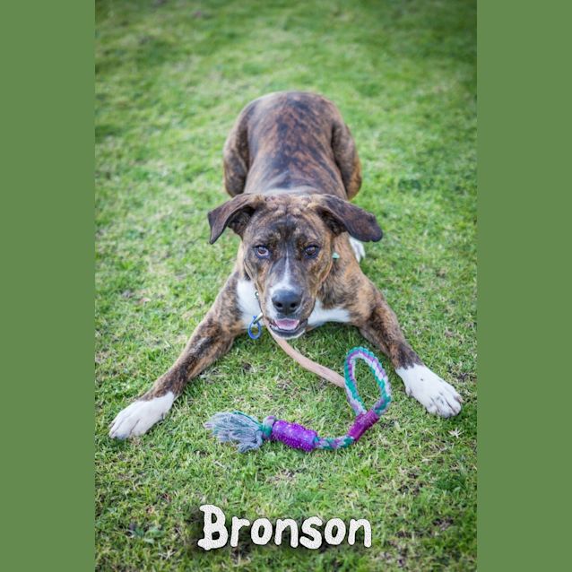 Photo of Bronson (On Trial 2/9/14)