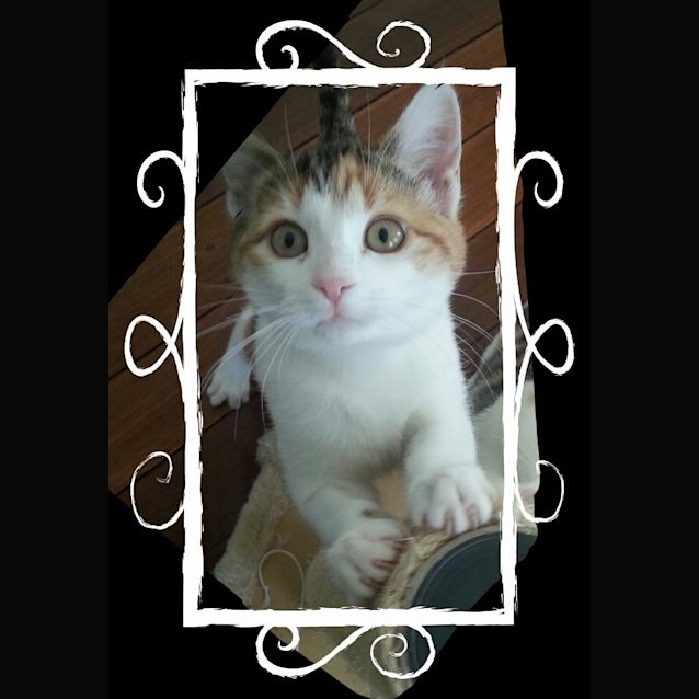 Photo of Daisy