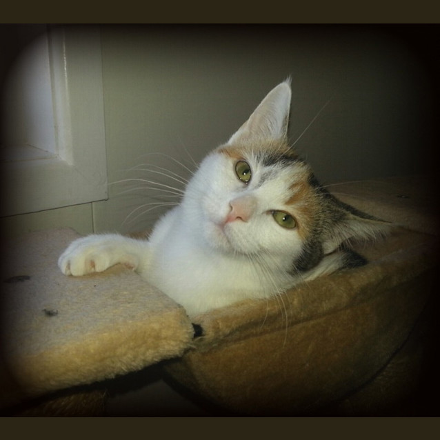 Photo of Tulip