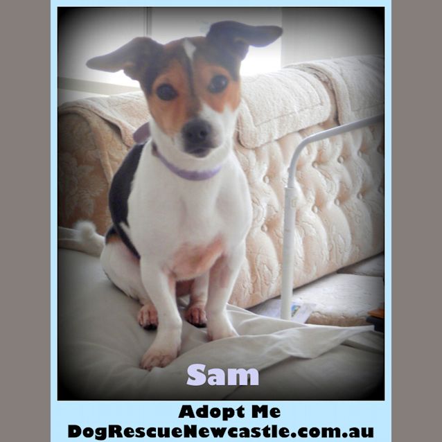 Photo of Sammy, Mini Foxy (On Trial 20/9/14)