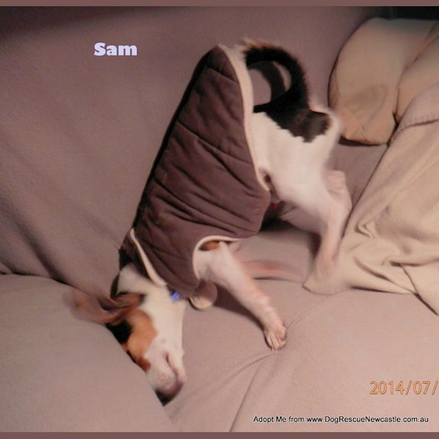 Photo of Sammy, Mini Foxy (On Trial 20/9/14)