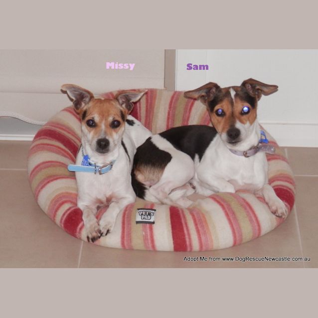 Photo of Missy, Mini Foxy (On Trial 4/9/14)